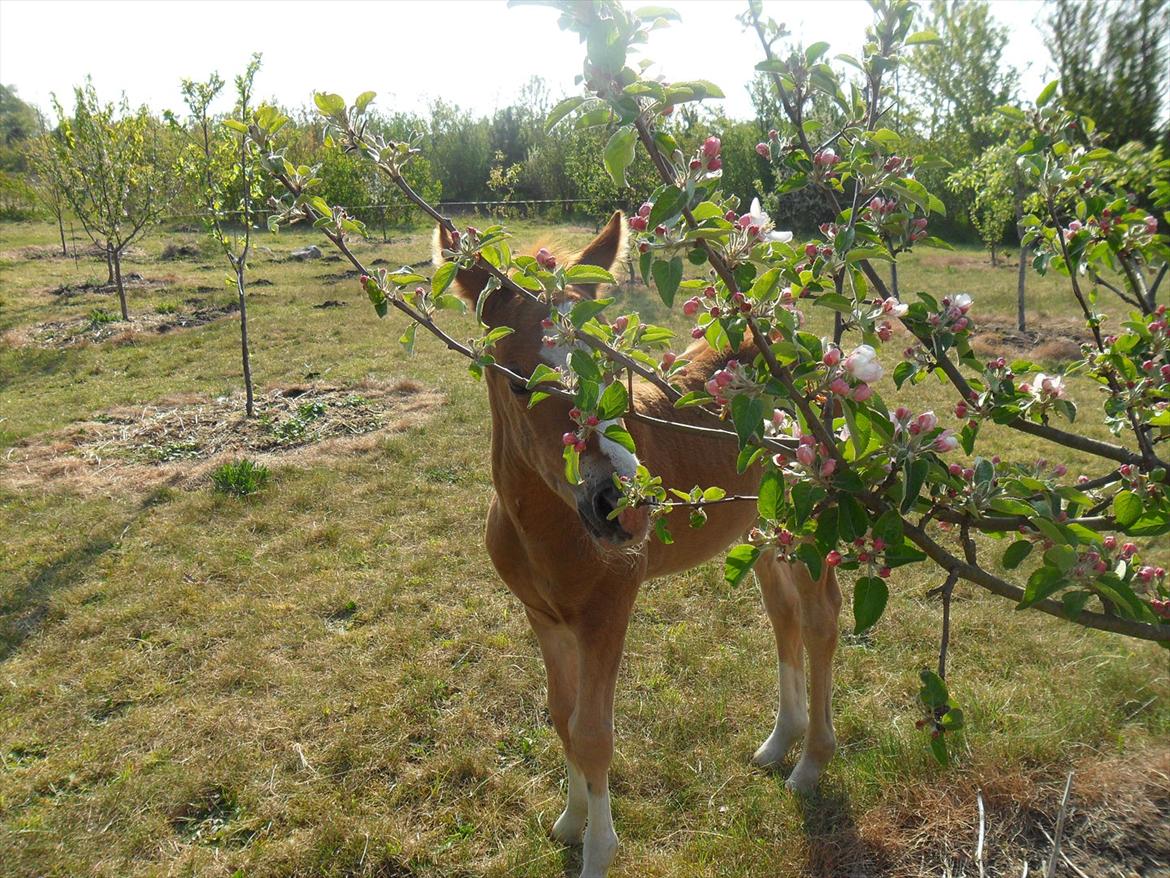 Anden særlig race Liva Bella - Prinsesse<3 billede 15