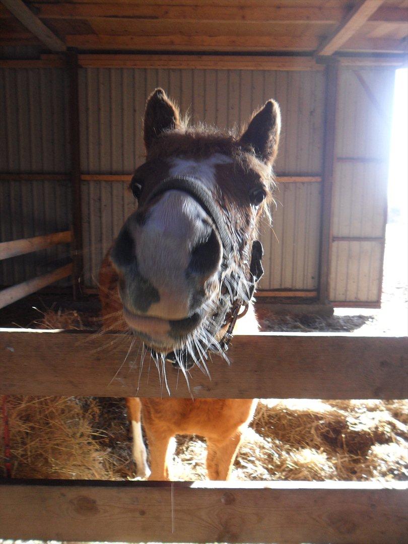 Anden særlig race Liva Bella - Kan du ikke lige klø mig på mulen<3 billede 3