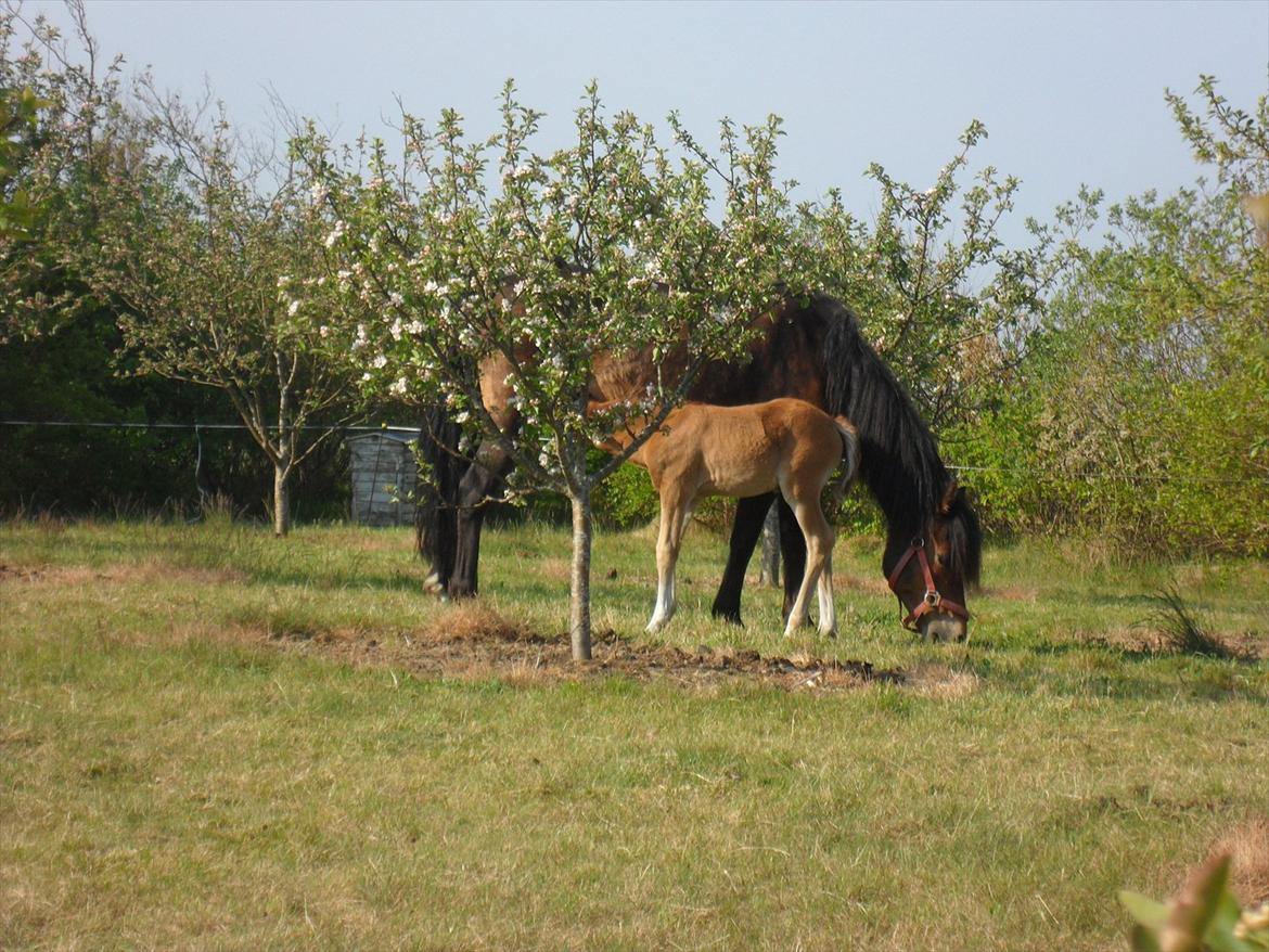 New Forest Liva Malou - Den dejligste mor man kunne ønske sig<3 billede 10