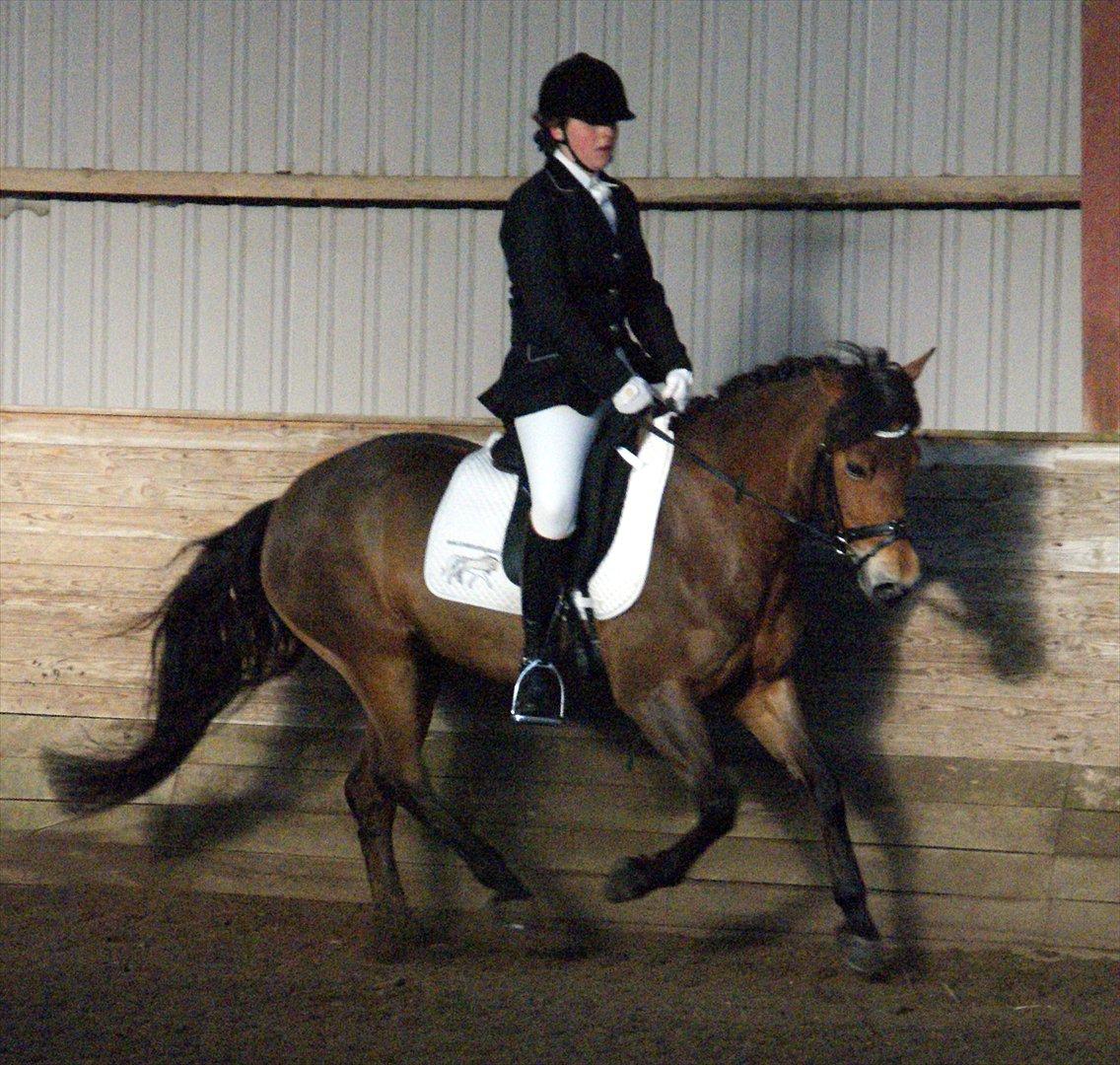 New Forest | Lundemarksgårds Saga - LA1 debut! 60% og bla. næsten rene 7-taller i vores galop del <3 - LSP 06-04-2012 - Foto: Lotte Dahlin billede 11