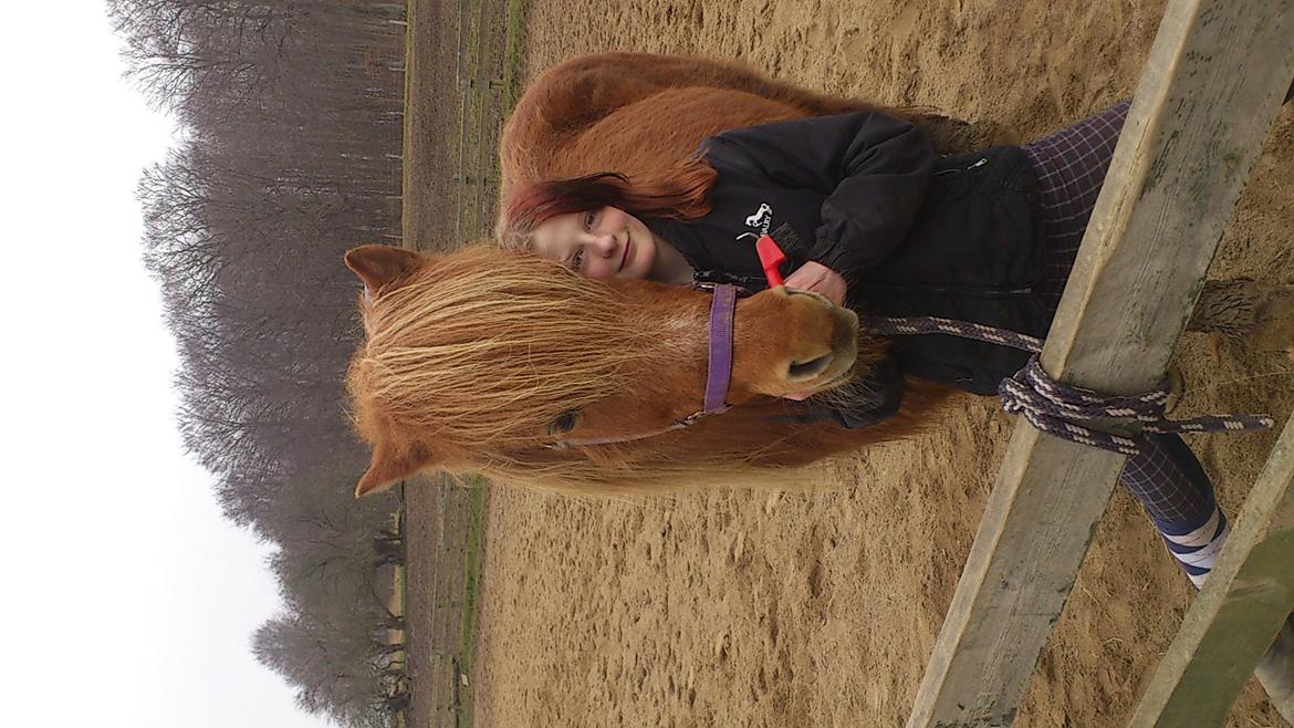 Islænder helsehjemmet´s kvikka - stod lige og striglede hende billede 7