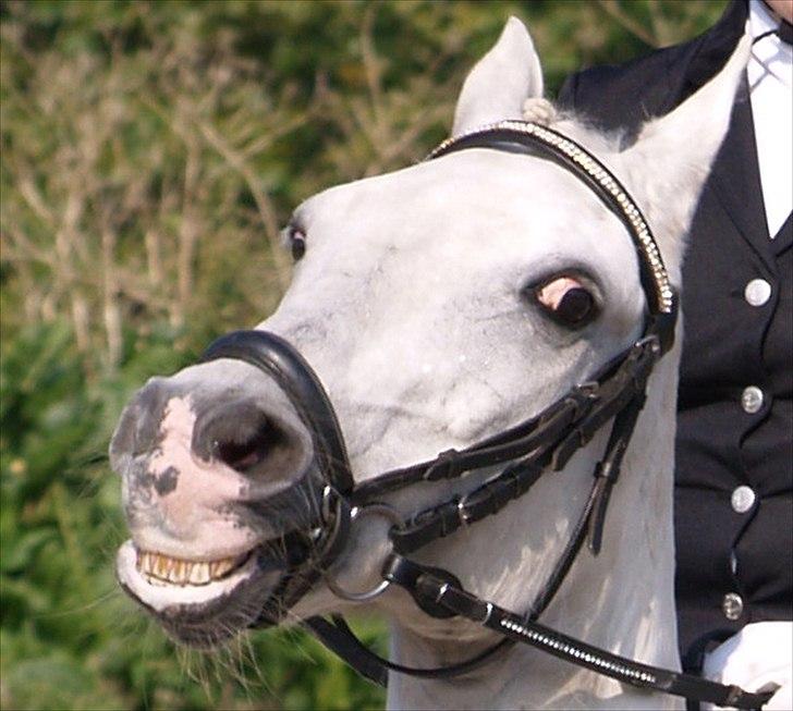 Anden særlig race Casmihr - Sådan ser det ca. ud i hele vores dressur program :D billede 2