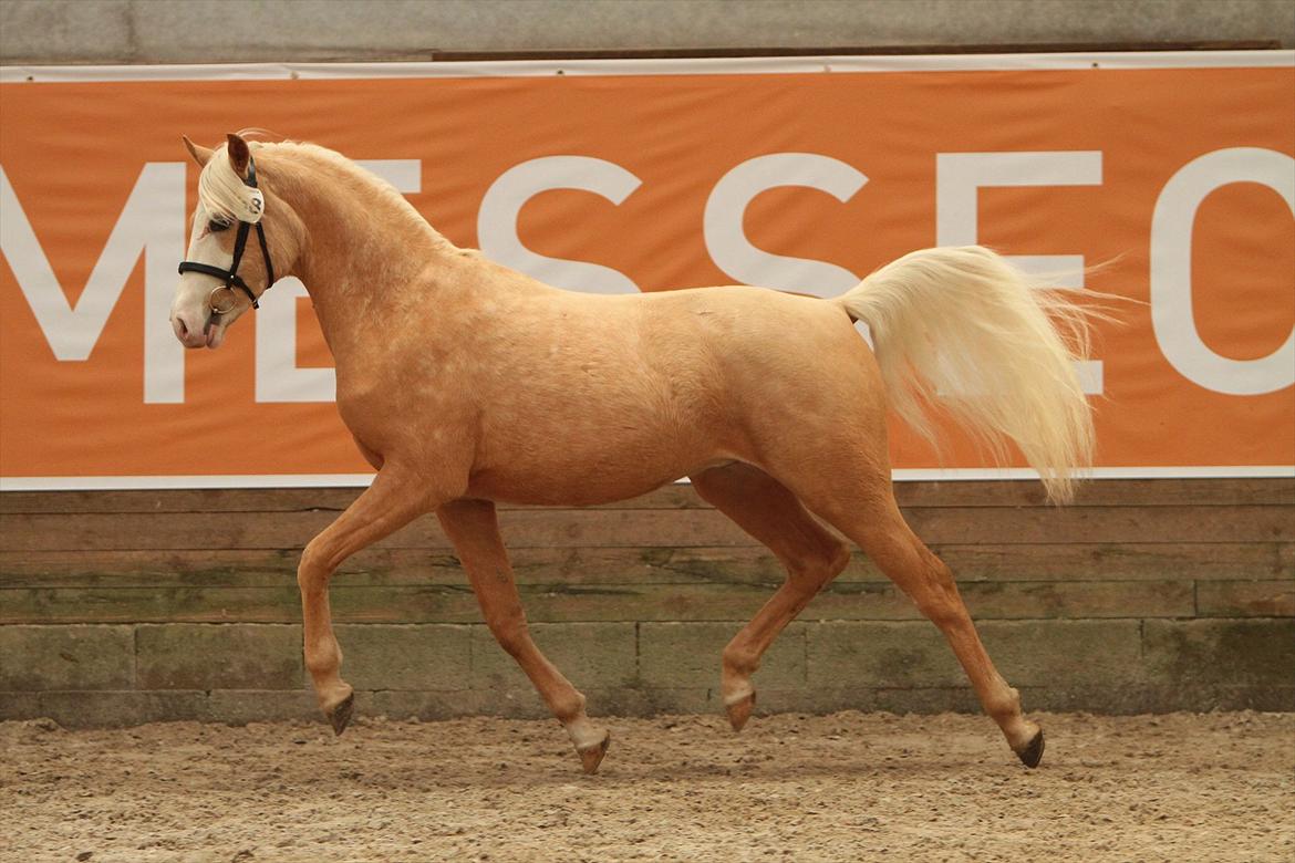 Palomino Saturdays Hannibal - Hannibal til PSA plagskue, hvor han opnåede 7 i helhed, samt titlen: "Bedste mønstring". 2 år billede 3