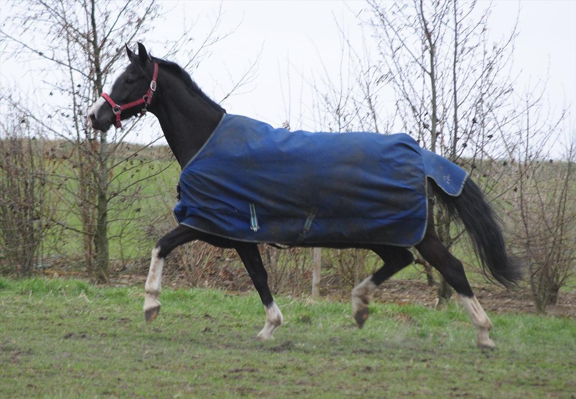 Hollandsk Varmblod Adisson - Leg på folden. April 2012. Fotograf: Mig. billede 8