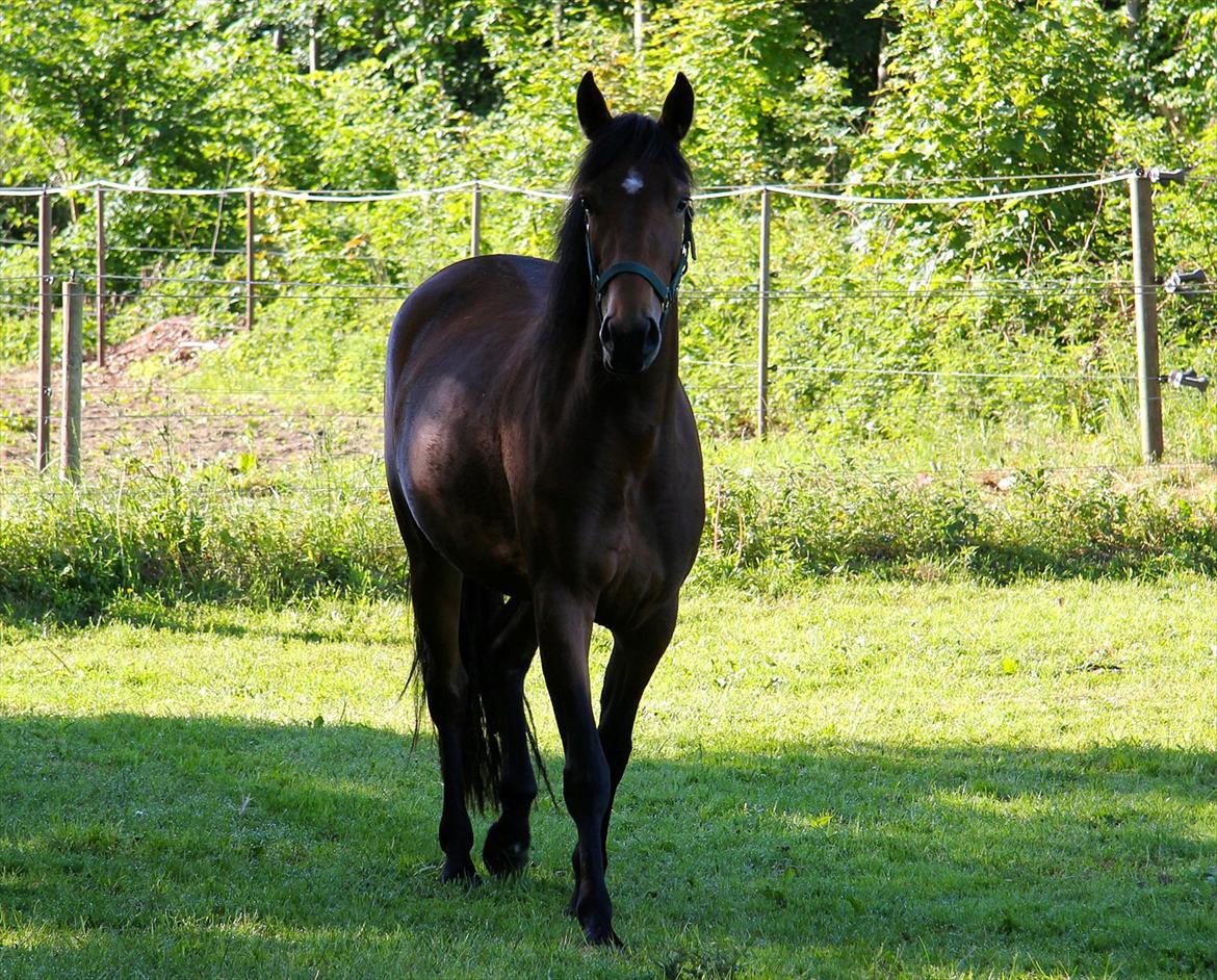 Pinto Lady Taupo (SOLGT) billede 5