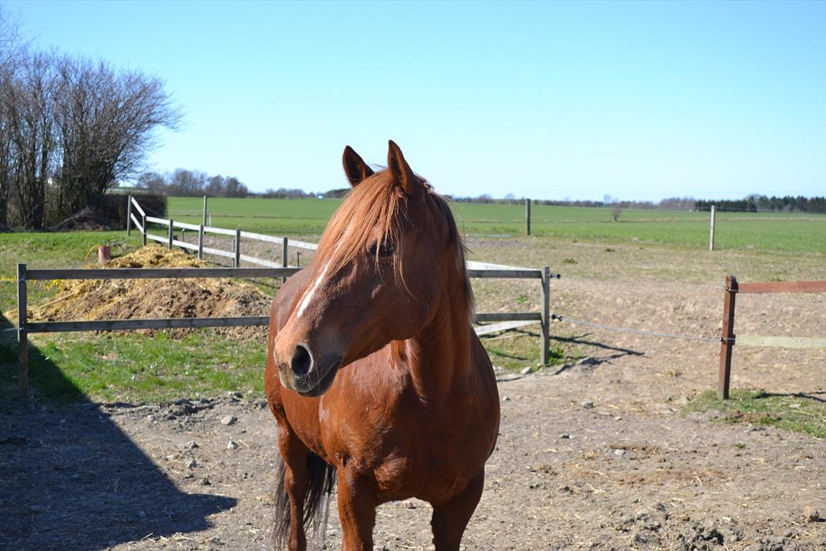 Anden særlig race Monique *Tyksakken*<3 - 5/4-2012 - Min smukke ponze billede 20