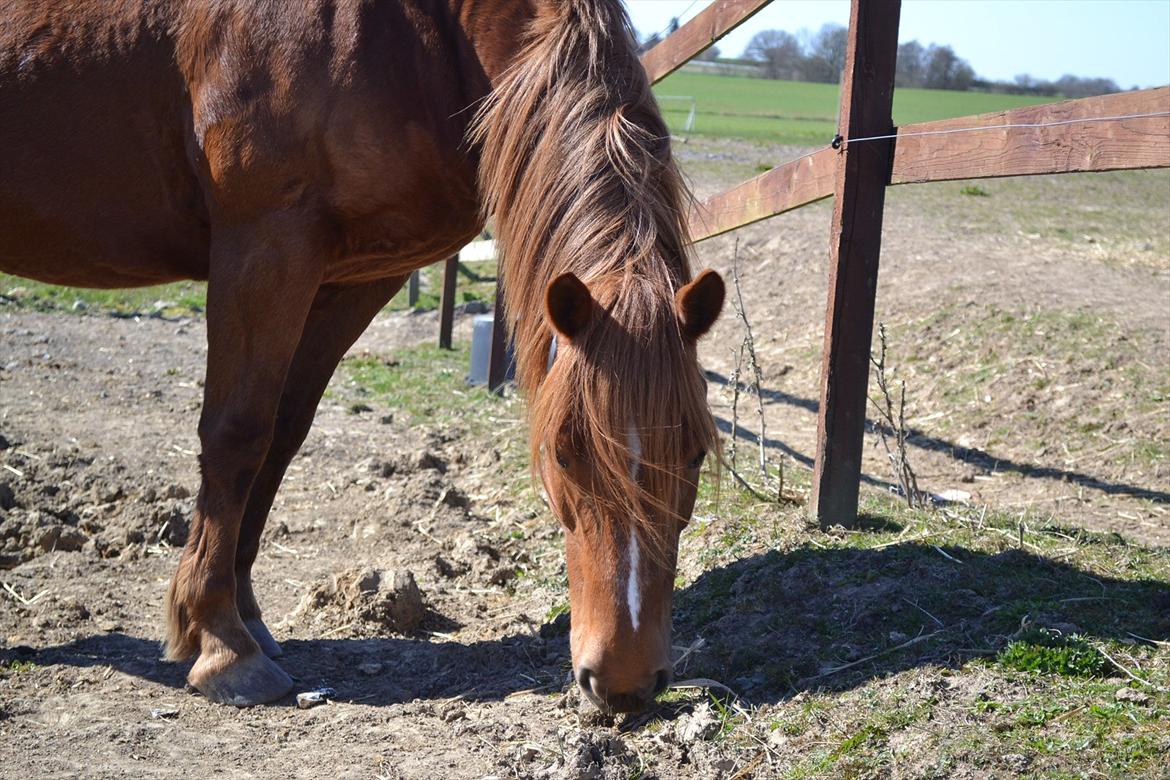 Anden særlig race Monique *Tyksakken*<3 - 5/4-2012 billede 11