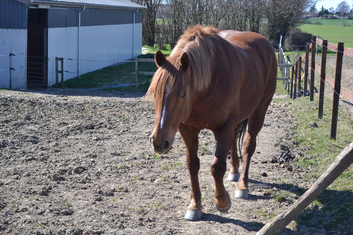 Anden særlig race Monique *Tyksakken*<3 - 5/4-2012 billede 4