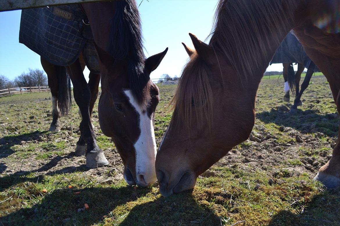 Anden særlig race Monique *Tyksakken*<3 - 5/4-2012 - Min smukke ponze og Nora :D billede 13