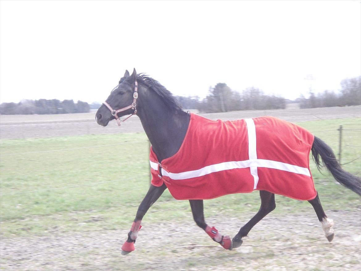 Trakehner Hamila. - Noget må jeg da have gjort rigtigt, for at fortjene dig i mit liv <3 billede 13