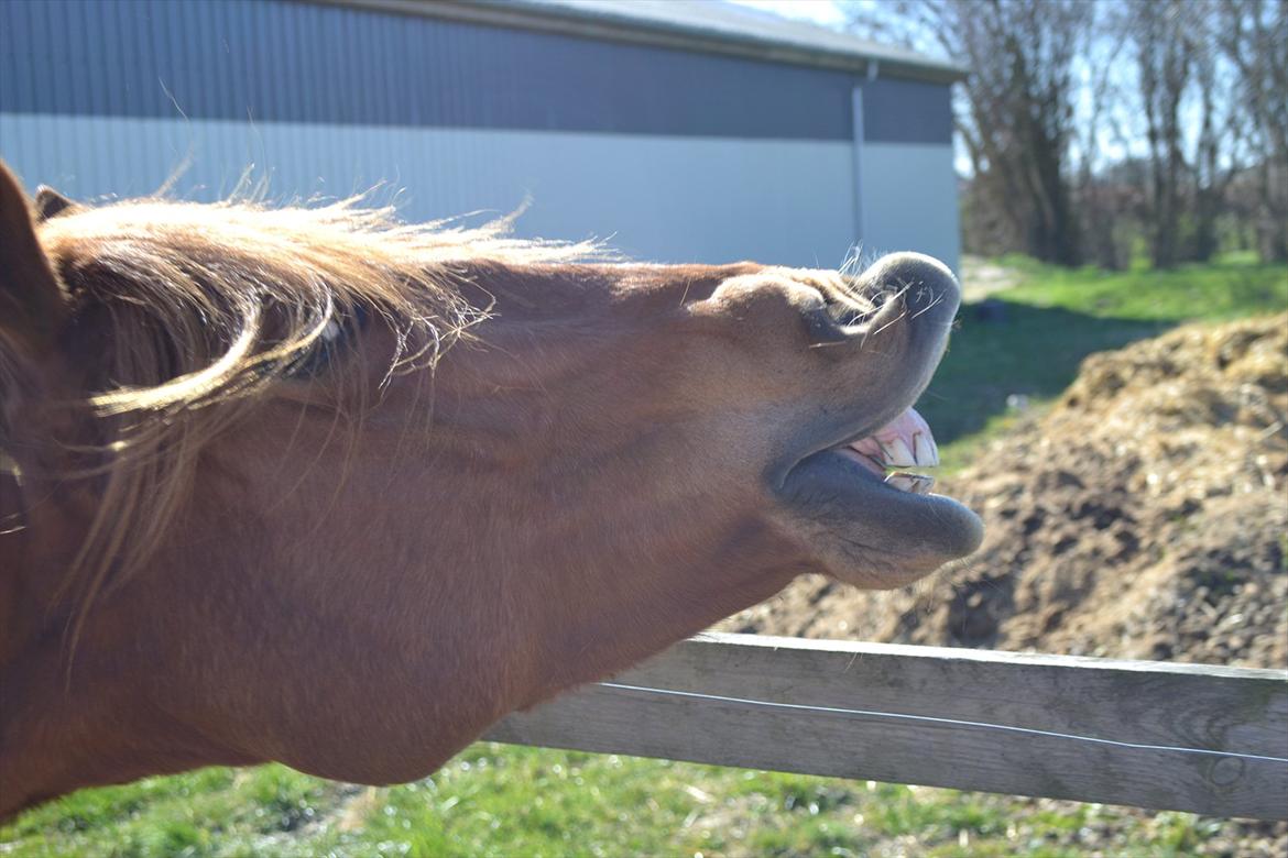 Anden særlig race Monique *Tyksakken*<3 - 5/4-2012 - ¨Se mor, jeg kan smiiiiiiile¨ billede 1