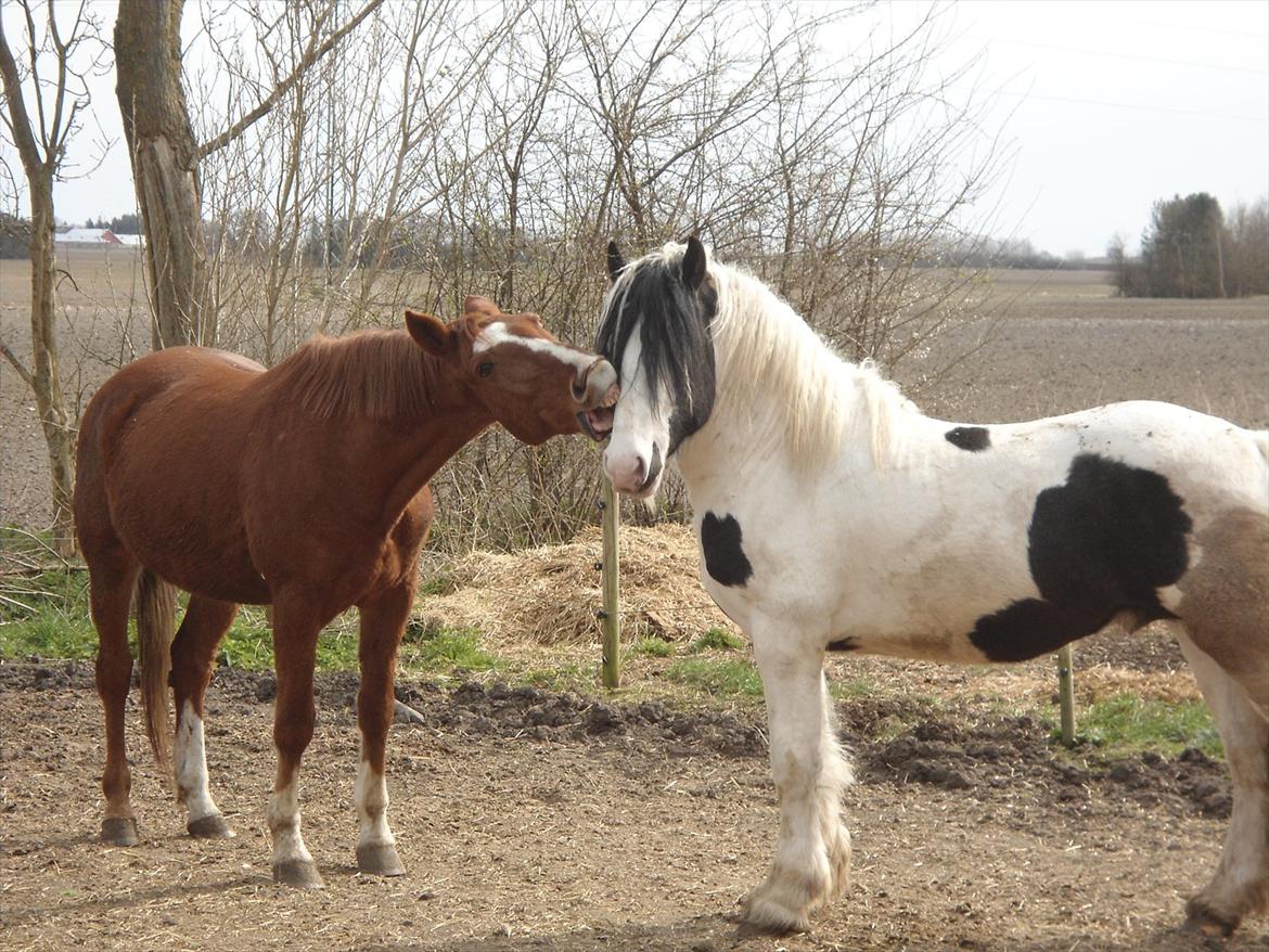 Frederiksborg Ferdinand billede 18
