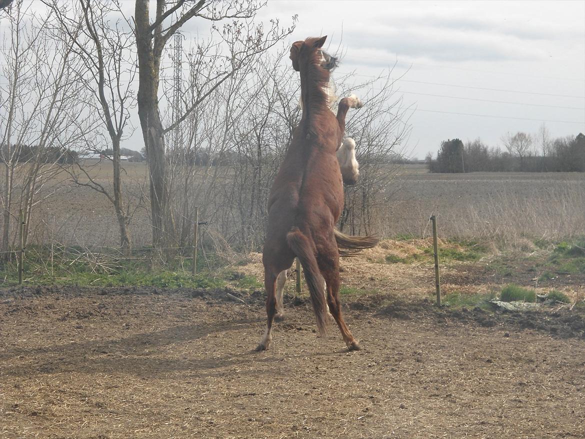 Frederiksborg Ferdinand billede 19