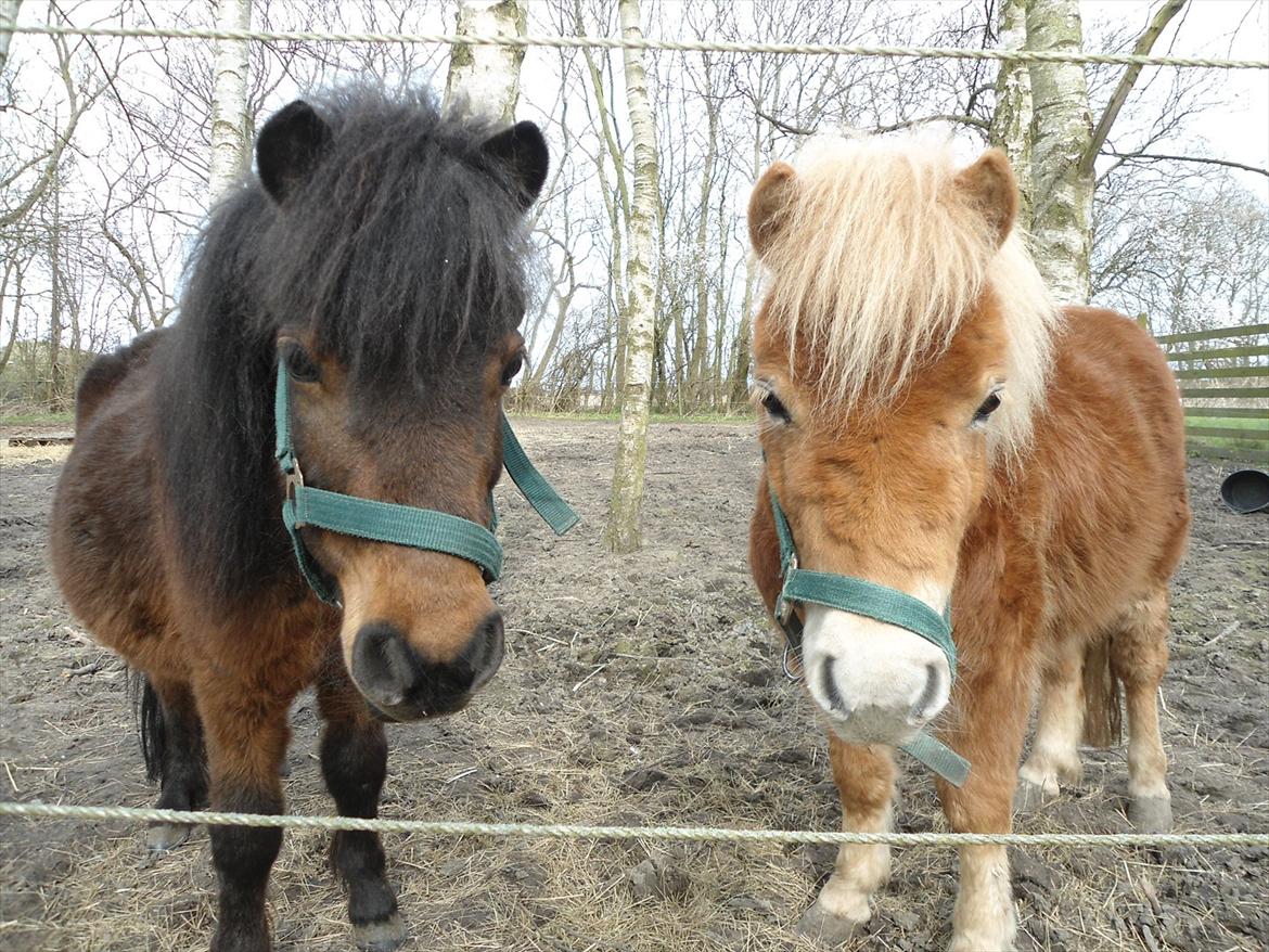 Anden særlig race Lille-pigen. billede 9