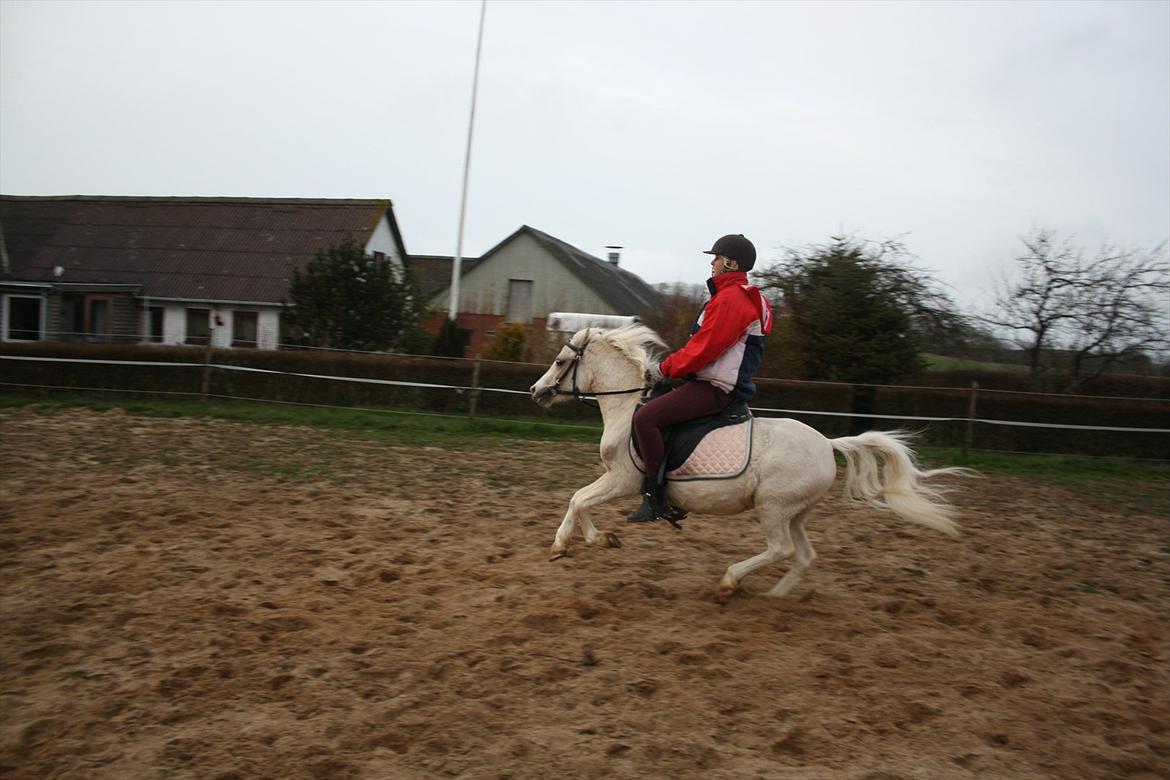 Anden særlig race Thorsvang´s Bella :-) - min prinsesse i galop 

Rytter: Simone

Foto: Mig billede 19