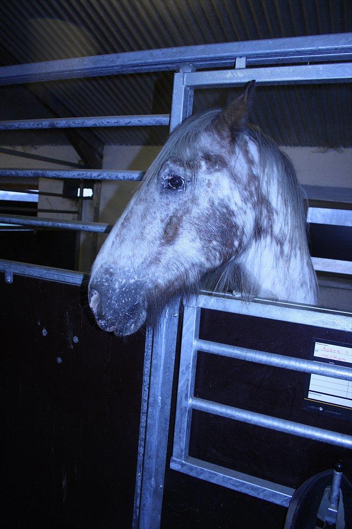 Irish Cob sjors 9 <3 - Sjors musen 

Foto: Mig billede 17