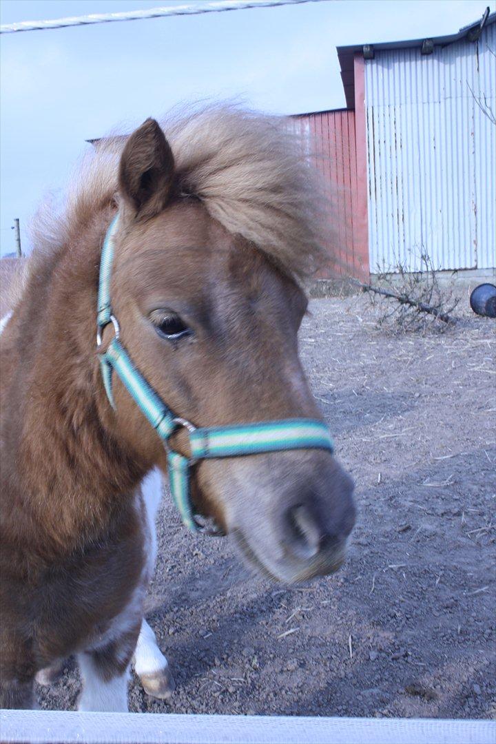 Shetlænder Thorsvang´s Tut - tut musen

Foto: Mig billede 20