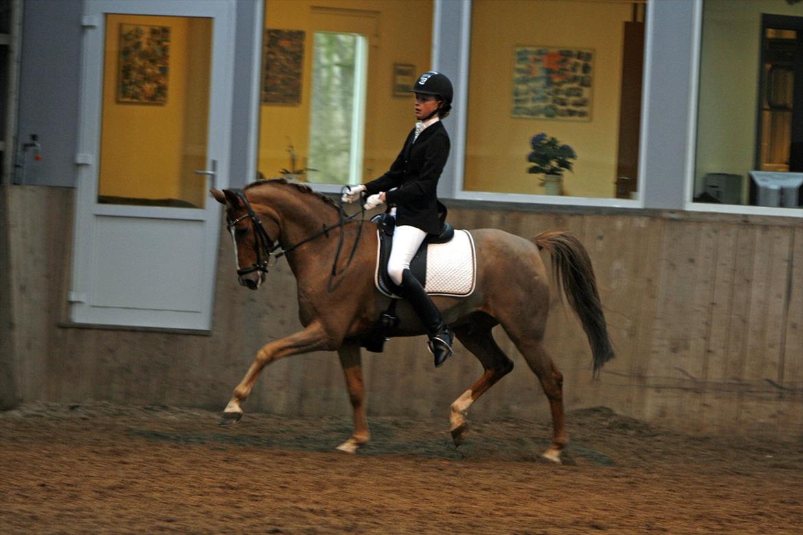 Anden særlig race Sunlight billede 11