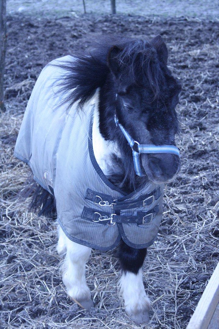 Shetlænder Thorsvang´s Samson billede 2