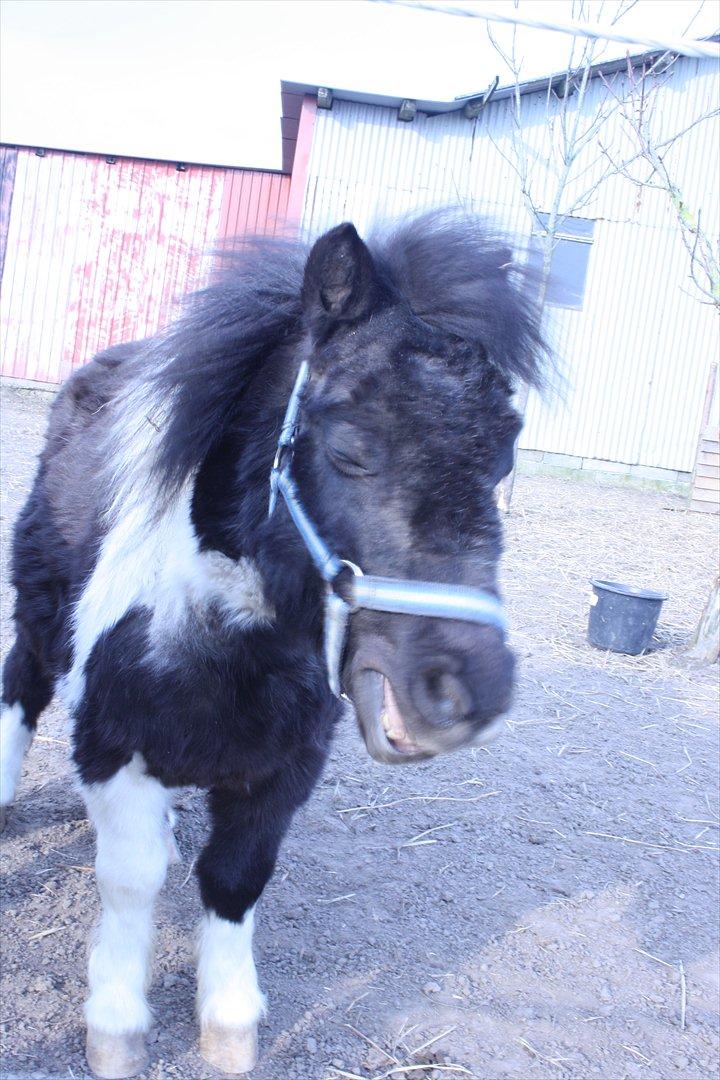 Shetlænder Thorsvang´s Samson billede 19