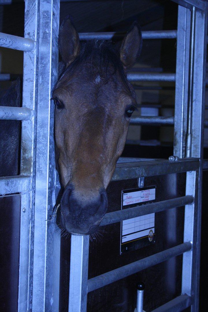 Pinto Robin :-) - lille Robin i boxen

Foto: Mig billede 18