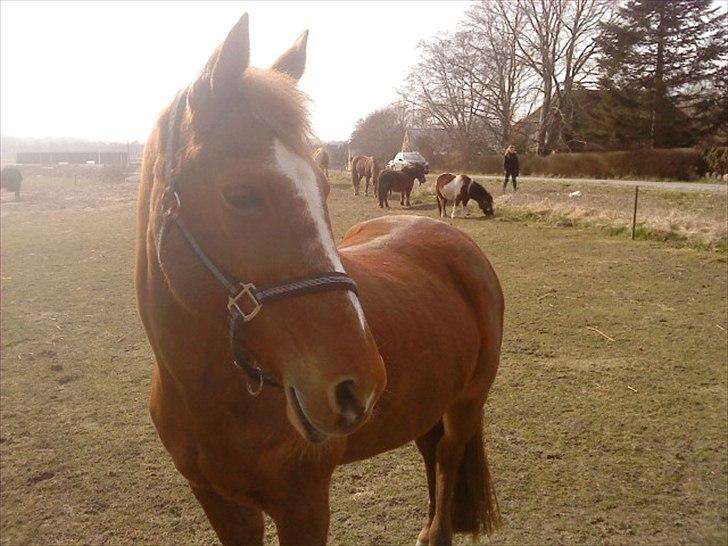 Anden særlig race Blundy - Skønne dejlige skatte pige:) billede 17