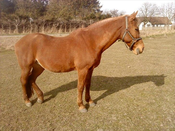 Anden særlig race Blundy billede 18