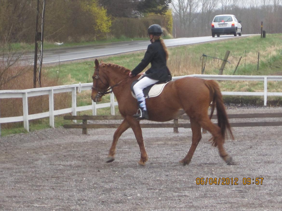 Anden særlig race Blundy - LD2 stævne billede 19