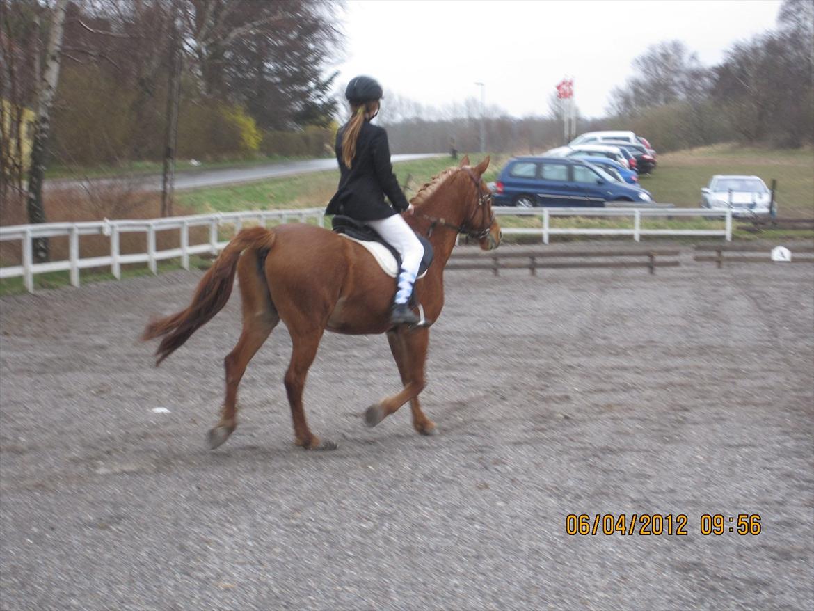 Anden særlig race Blundy billede 20