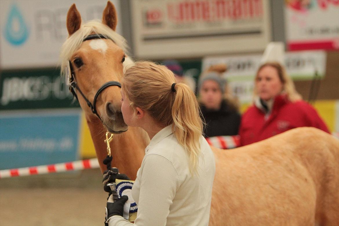 Palomino Hedegaards California Blue - PSA plagskue 2012. Callie 9 måneder gammel. Foto: LFoto.  billede 32