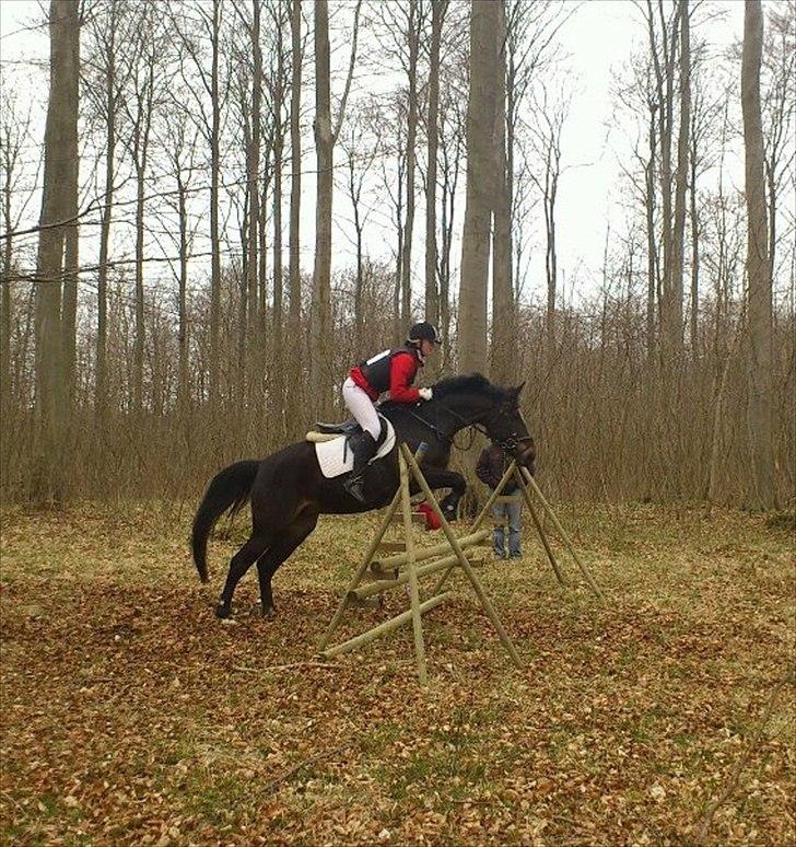 Oldenborg Rosenhavens Ann *YNDLINGS-HESTEN* - påskejagt 6-4-2012 på Steensgård gods :) det var vores første jagt på konkurrence hold og vi var fejlfrie+ vi fik roset med hjem :D jeg elsker dig Ann :*  billede 10