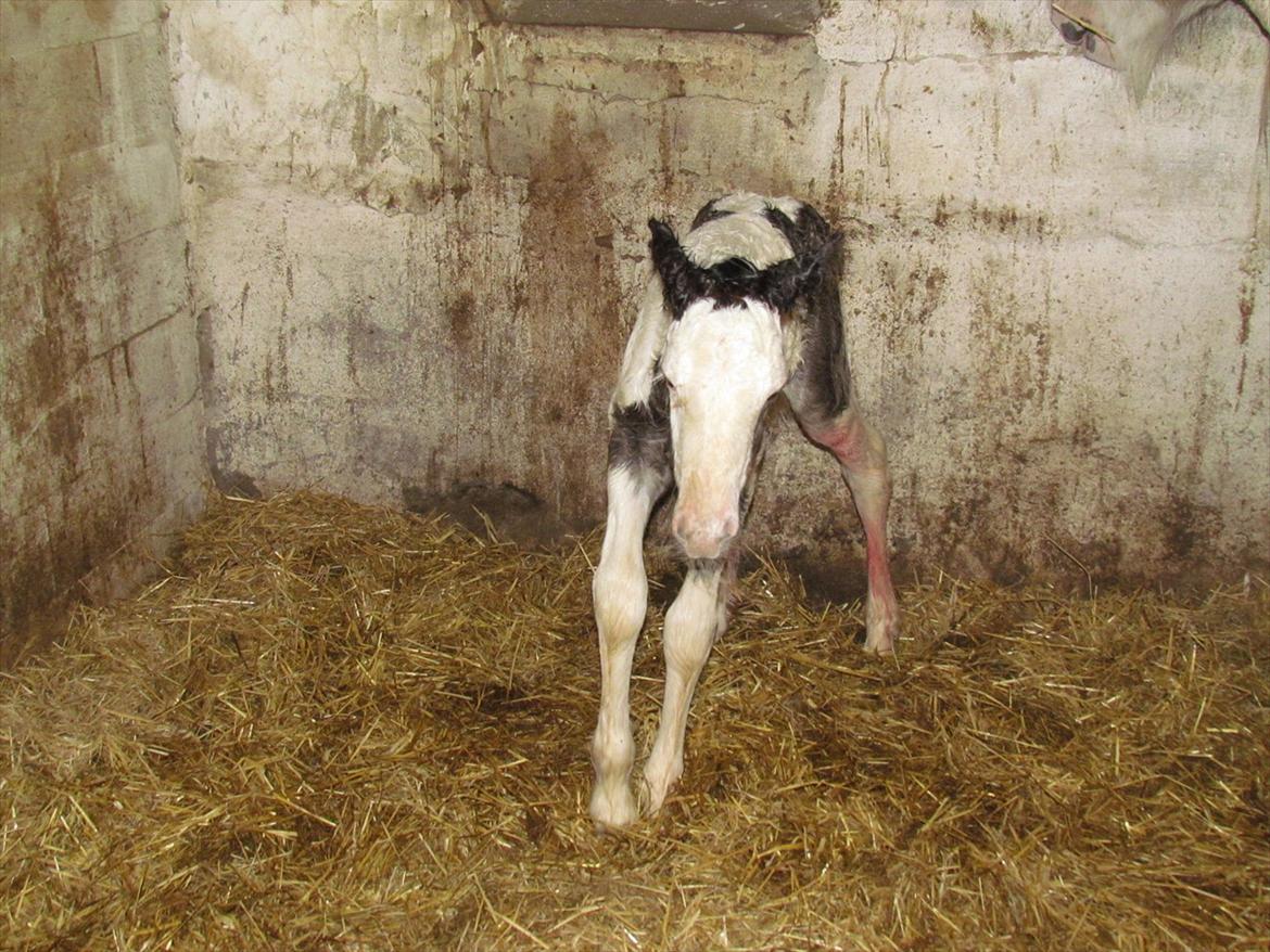 Irish Cob LL. Mølgårds McCoy - Så kunne man komme op. billede 4