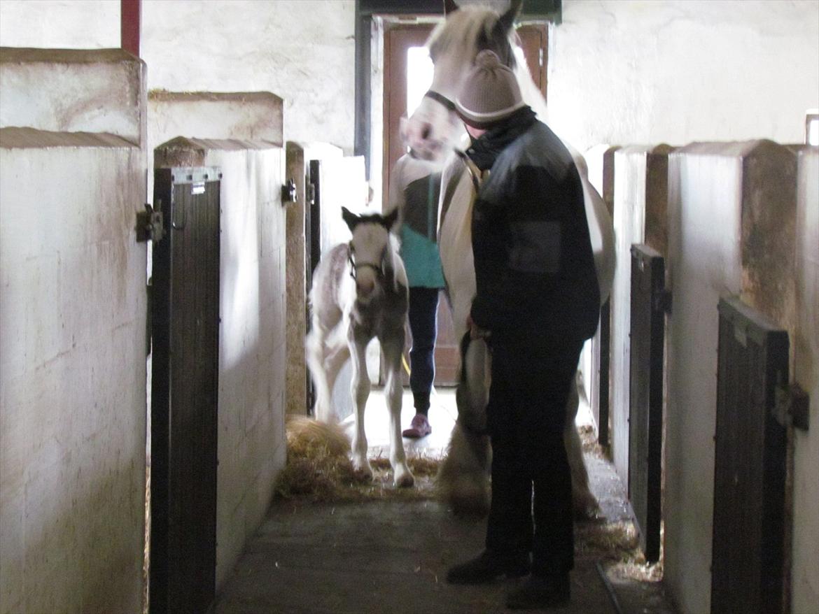 Irish Cob LL. Mølgårds McCoy - Den første gang uden for boksen. billede 5