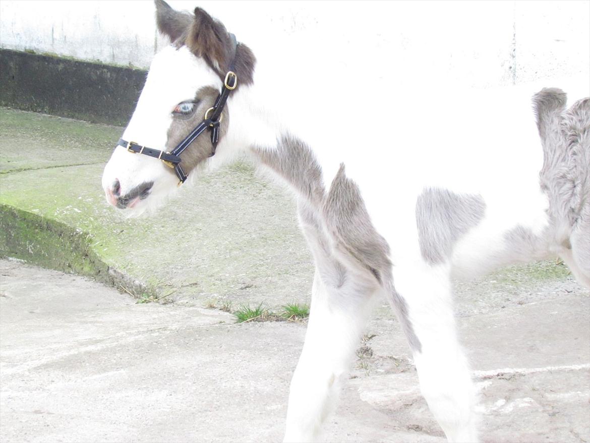 Irish Cob LL. Mølgårds McCoy - Man er da lidt sej når man næsten går  et med væggene:-D billede 6