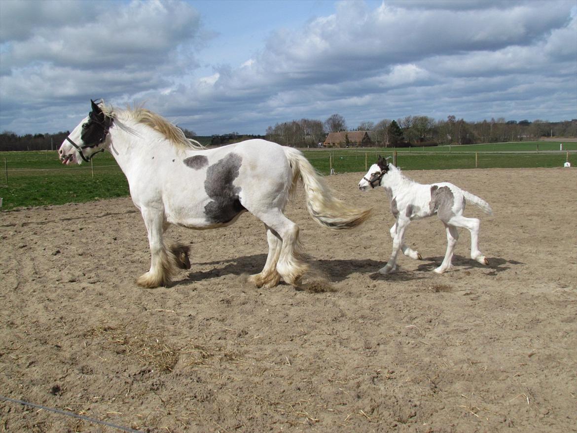 Irish Cob LL. Mølgårds McCoy - Føste gang udenfor:-) billede 7