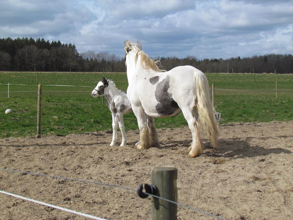 Irish Cob LL. Mølgårds McCoy billede 8