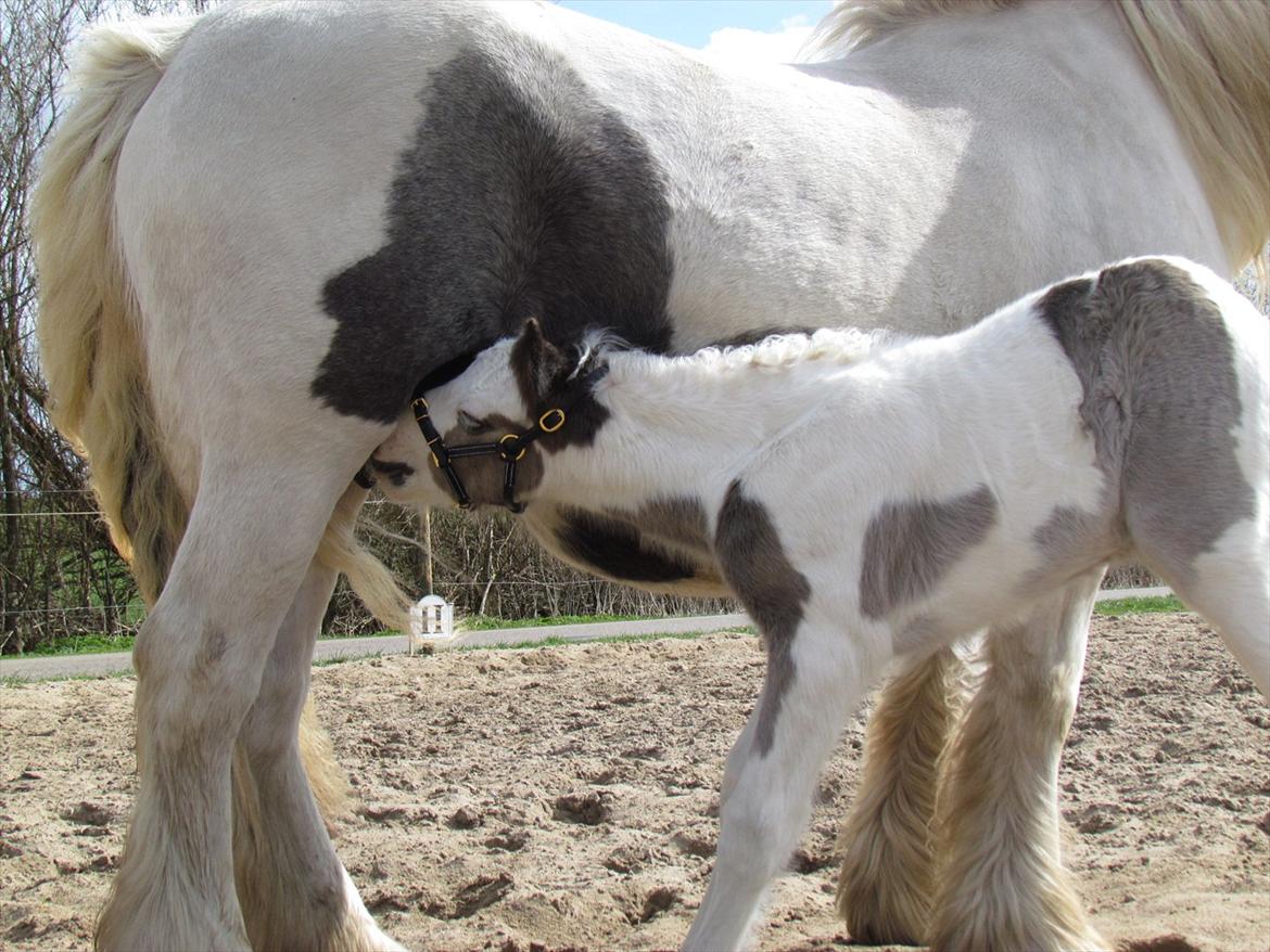 Irish Cob LL. Mølgårds McCoy - Mmmh mælk... billede 9