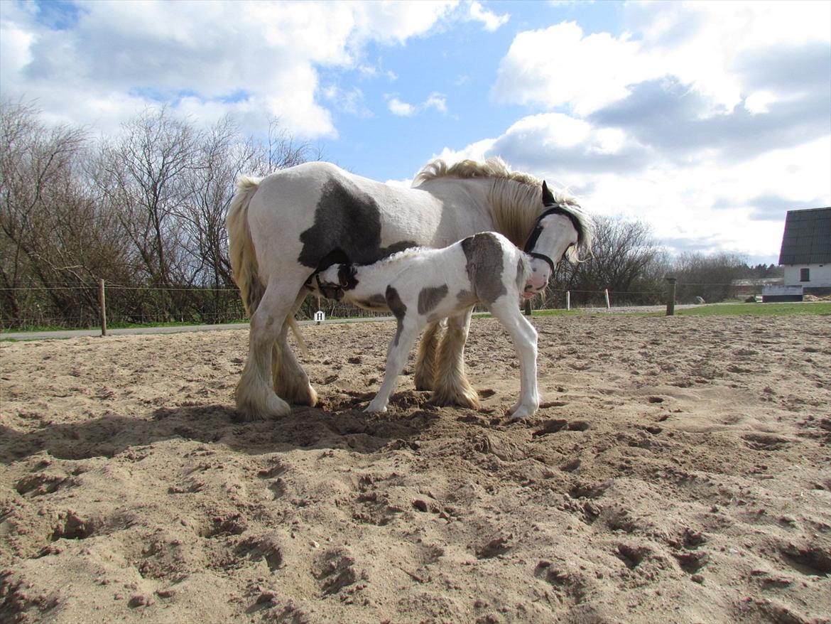 Irish Cob LL. Mølgårds McCoy billede 10