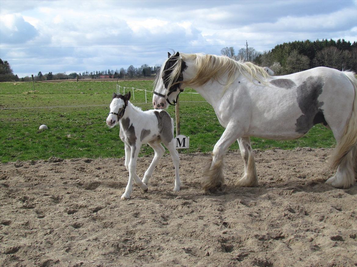 Irish Cob LL. Mølgårds McCoy billede 11