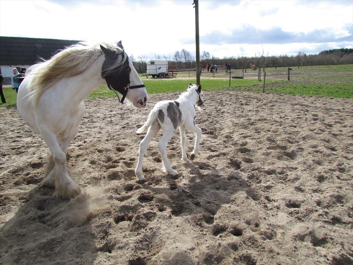 Irish Cob LL. Mølgårds McCoy billede 12