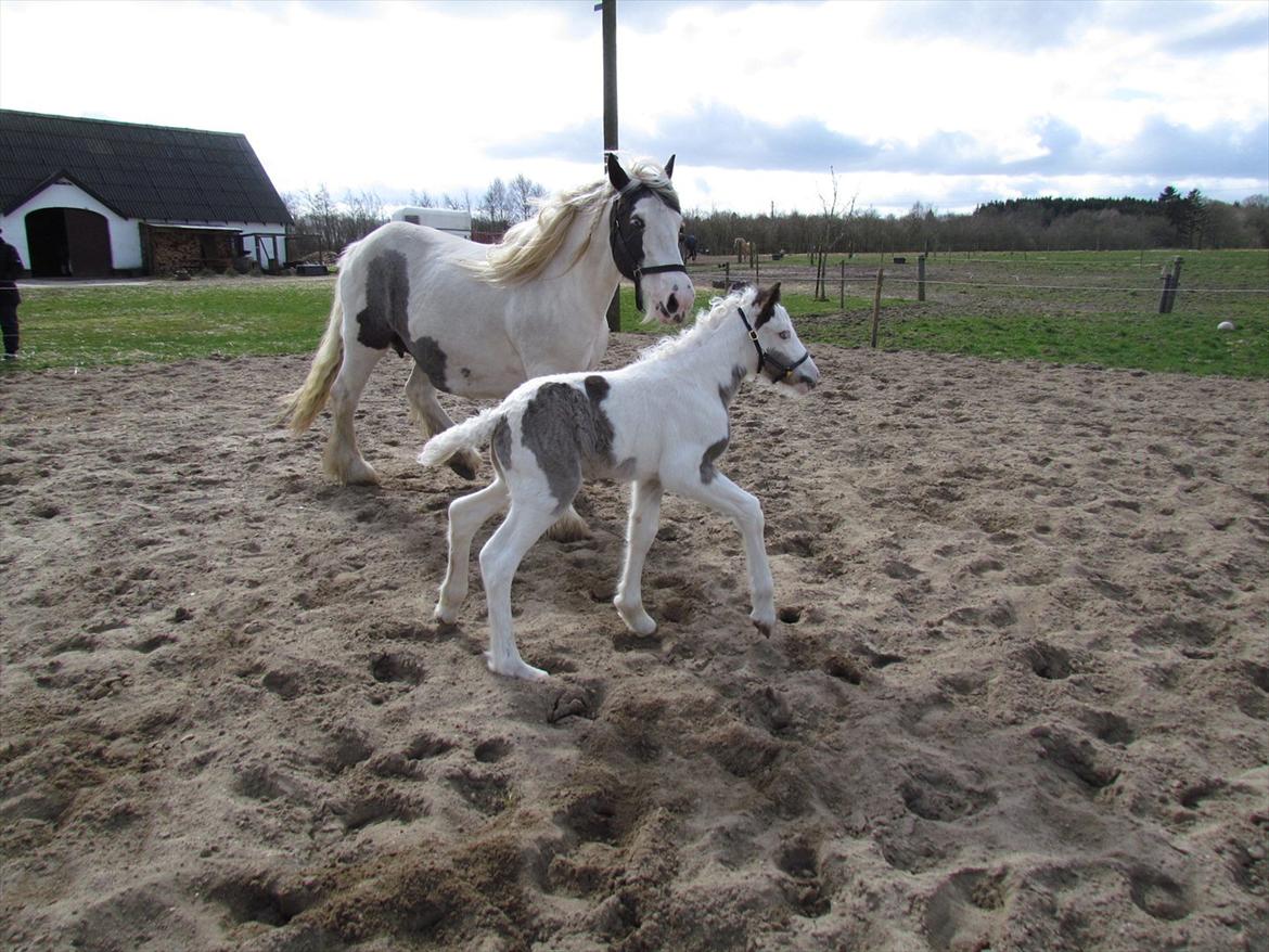 Irish Cob LL. Mølgårds McCoy billede 13