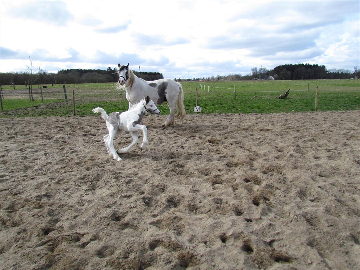 Irish Cob LL. Mølgårds McCoy billede 14