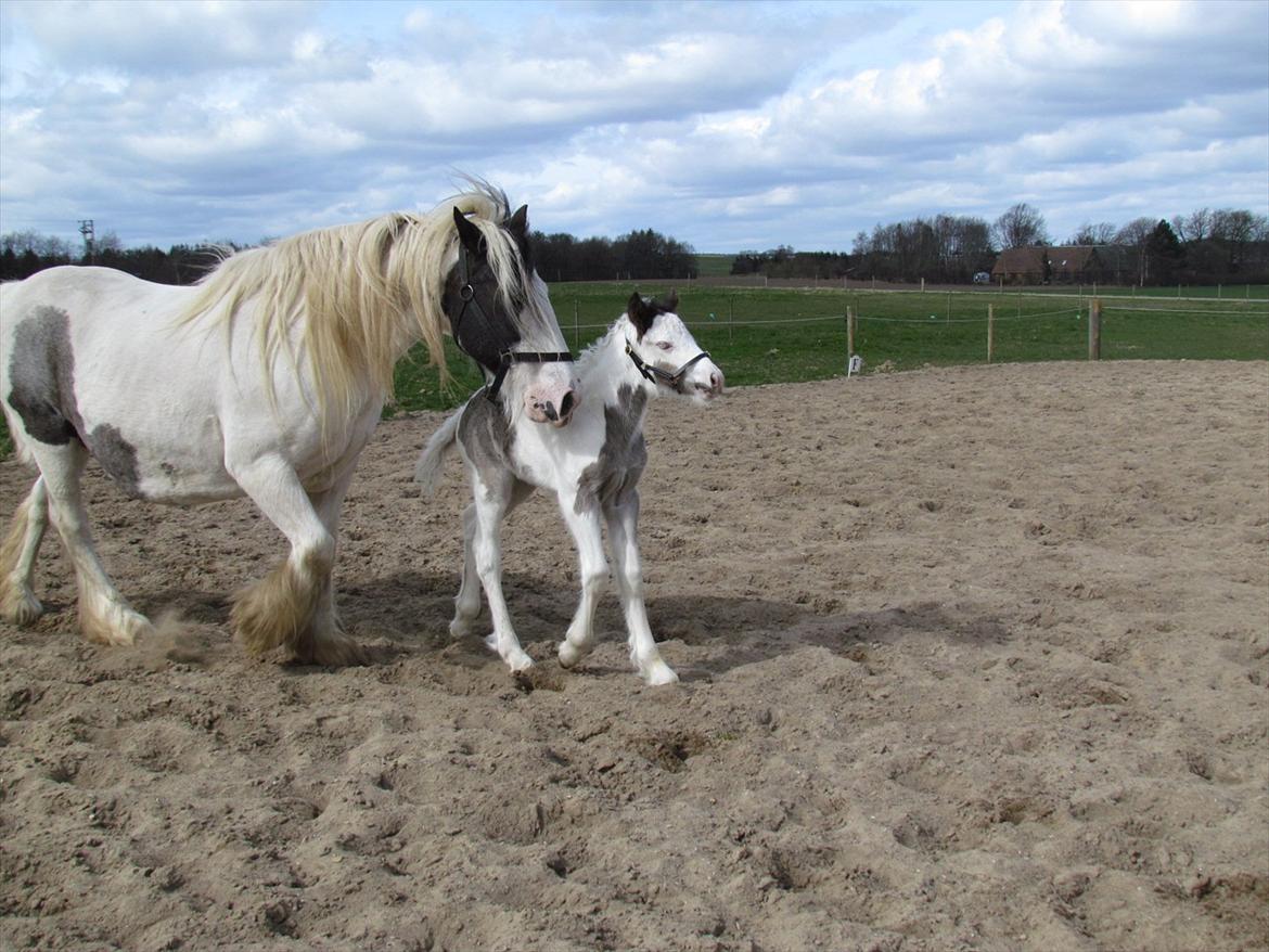 Irish Cob LL. Mølgårds McCoy billede 15