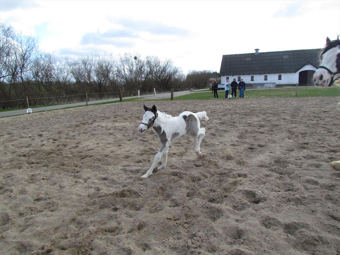 Irish Cob LL. Mølgårds McCoy billede 16