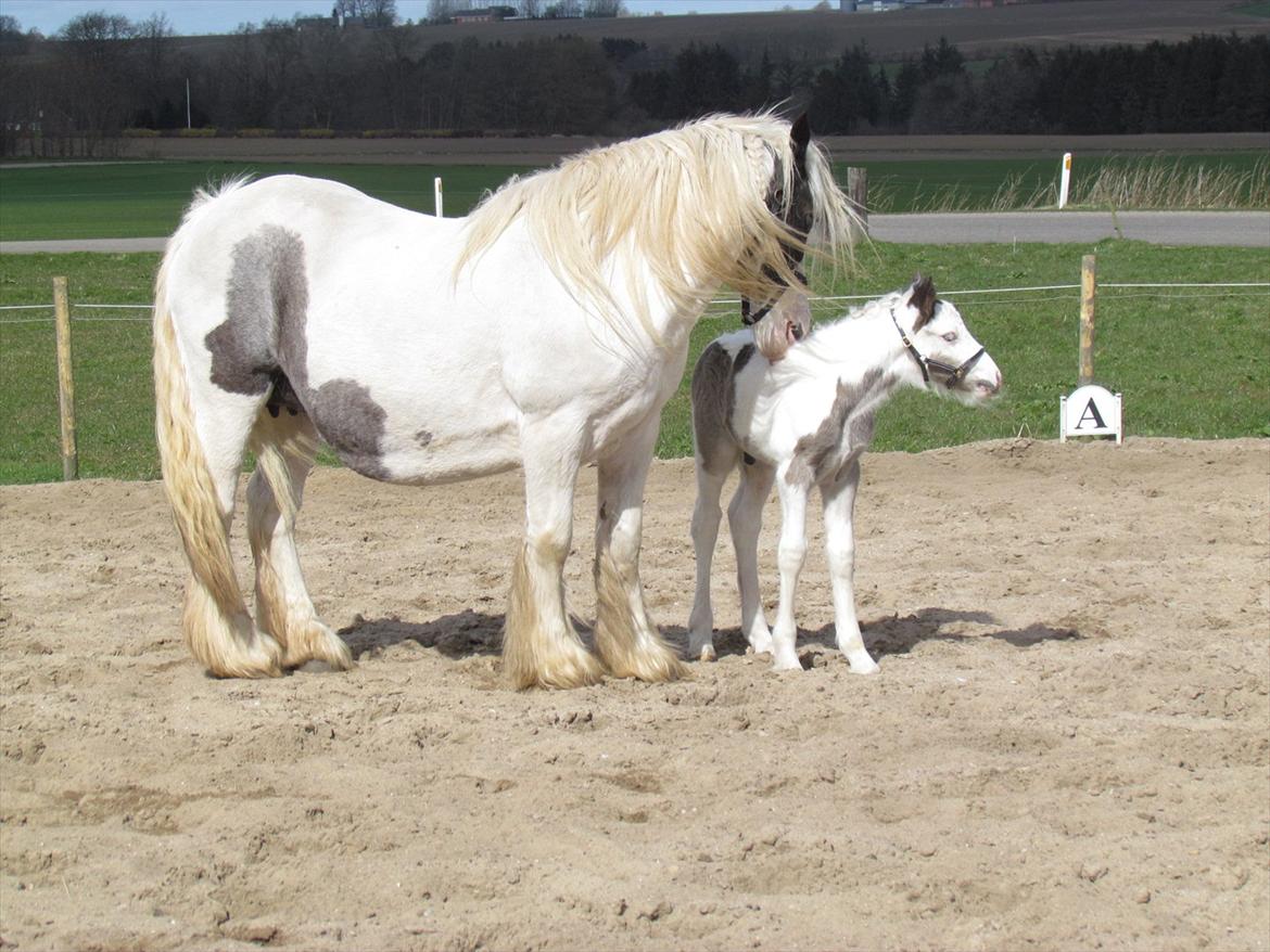 Irish Cob LL. Mølgårds McCoy billede 17