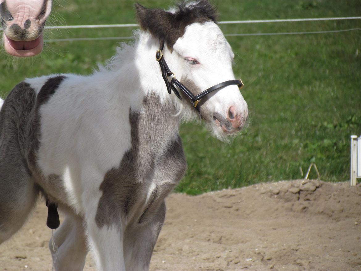 Irish Cob LL. Mølgårds McCoy billede 18