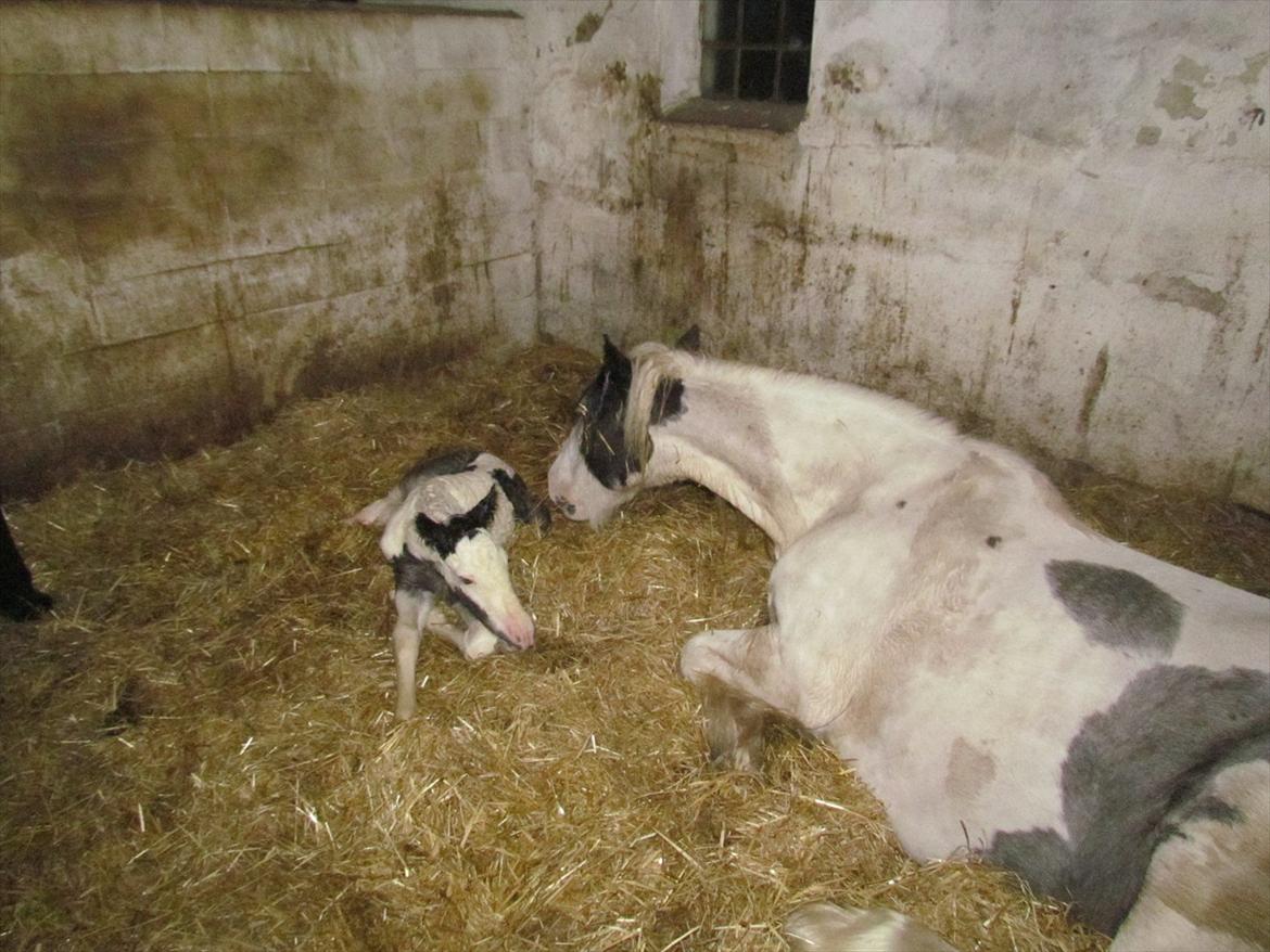 Irish Cob LL. Mølgårds McCoy - Nyfødt Coyse:-) billede 1