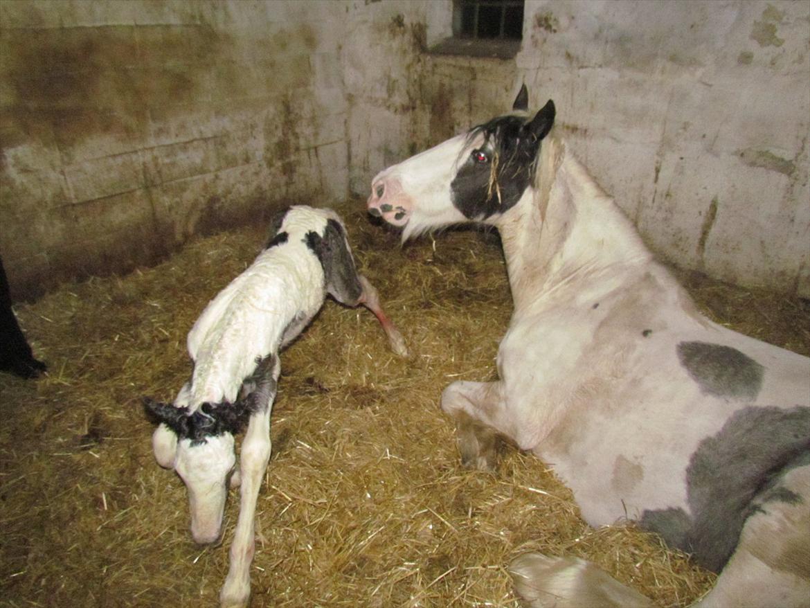 Irish Cob LL. Mølgårds McCoy - Prøver at komme på benene, men går ikke så godt.. billede 3