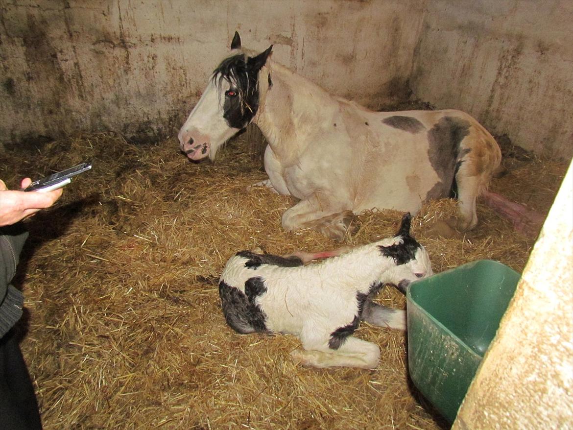 Irish Cob LL. Mølgårds McCoy billede 2