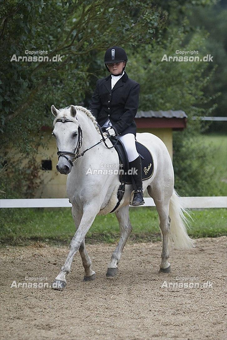 Connemara Solvang's Bastian - Gammelt stævne billed fra 2010. billede 13